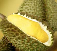 durian-stinky edible fruit