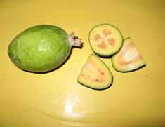 Feijoa-Gemini Feijoa-Gemini