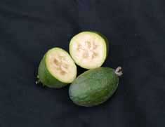 Feijoa-apollo Feijoa-apollo