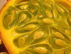 Horned-Melon-Seeds Horned-Melon-Seeds