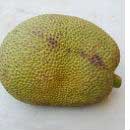 Jack Fruit