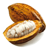 Cacao-Tropical-fruit Cacao-Tropical-fruit