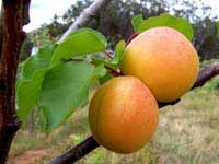 Apricot-dried edible fruit