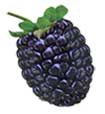 Blackberries-summer fruits