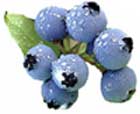 blue-berry-blue sweet fruit