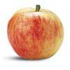 Elster apple