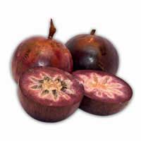 Caimito Fruit caimito-fruit-3