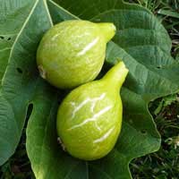 desert fig 1