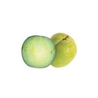 greengage fruit 1