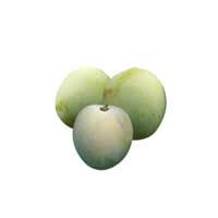 greengage fruit 2