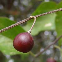 Hackberry fruit 1