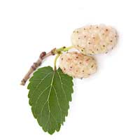 white mulberry 1