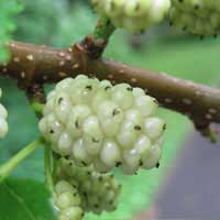 white mulberry 2