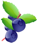 Fruits fruits
