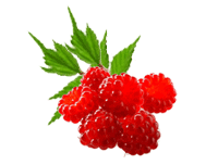 Berry-Fruit