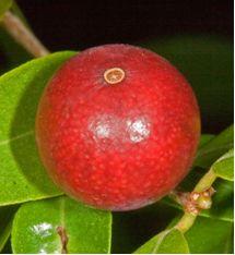 guavaberry