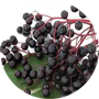 american-black-elderberry