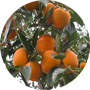 japanese-persimmon
