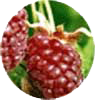 loganberry fruit