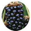 Marionberry fruit