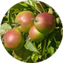 southern-crabapple