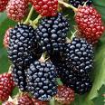 Blackberry