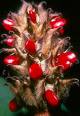 Magnolia  Follicles - The seeds have a Fleshy Outer Integument