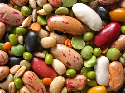 Legume
