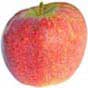 jupiter apple