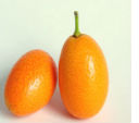 Kumquat Kumquat
