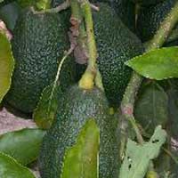 Lamb_hass avocado