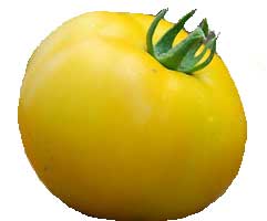 Lemon boys