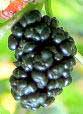 Mulberry