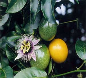 Picture Passion Flower on Passion Fruit Juice   Recipes  Yellow  Purple   Banana Passion Fruit