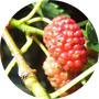red-mulberry