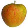 ribston-pippin apple