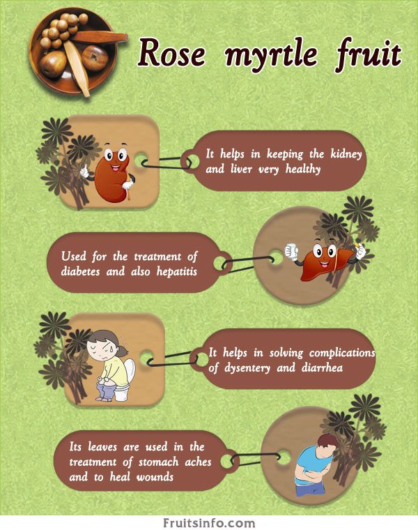 rose-myrtle-infographics