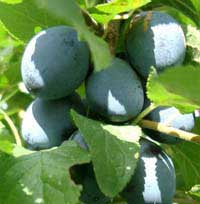 shropshire prune damson