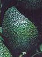 Zutano_avocado