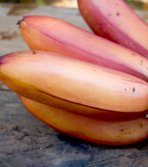 red-banana