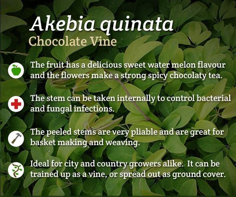Akebia fruit facts