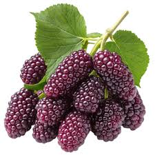 Mulberry fruit from Afghanistan