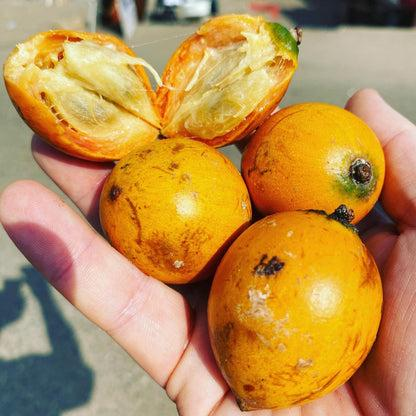 African Star Apple fruit from Nigeria