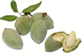 Almond fruit from Palestine
