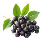 Aronia fruit from Poland