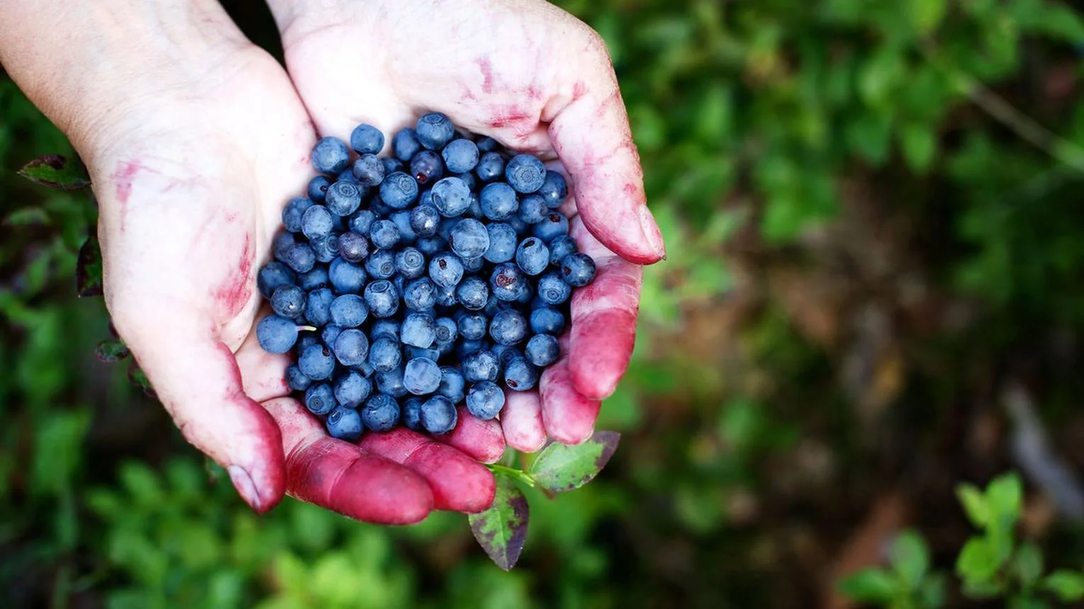 Bilberry fruit from Iceland