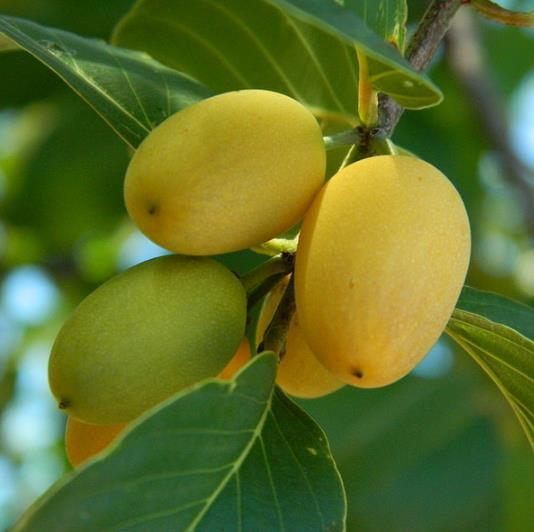 Bird Plum fruit from Namibia