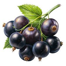 Blackcurrant fruit from Mongolia
