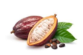 Cacao Pod fruit from Ecuador