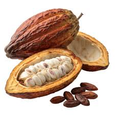 Cocoa Pod fruit from Congo